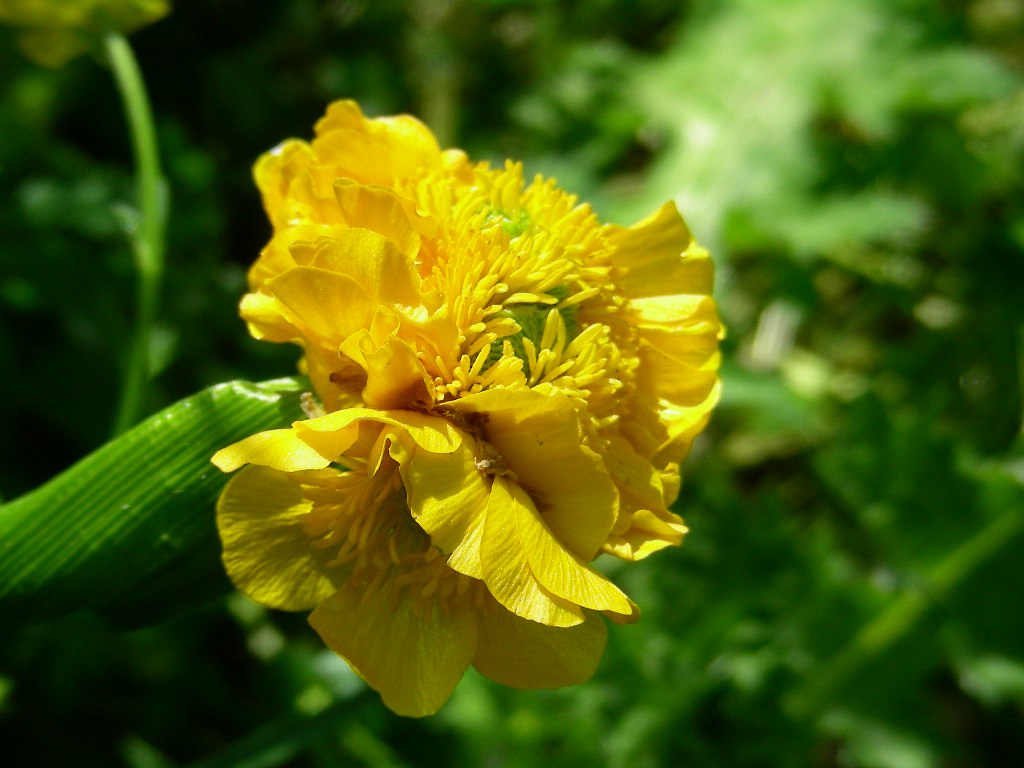 Fasciazione su Ranunculus sp.